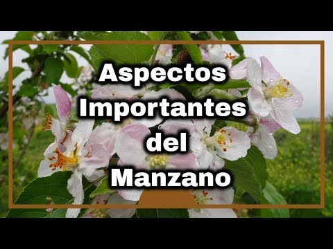 Información Sobre el Manzano