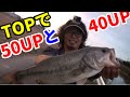 50ｃｍの魚が水面から飛び出す！ＴＯＰで２連発！　バス釣り　Bass fishing in Japan