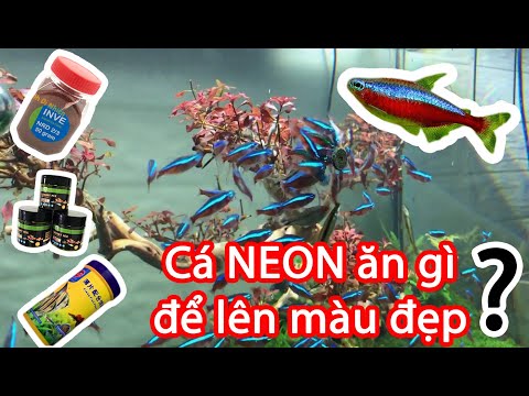 Video cá NEON vua ăn gì , những loại thức ăn cho cá Neon -... - youtube