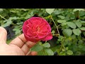 About rose  da rose 