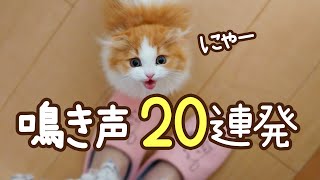 子猫から１歳までの鳴き声２０連発【総集編】