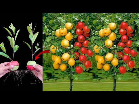 The best unique skill How to Easily Grow Apples tree from apple fruit, Complete Growing Guide