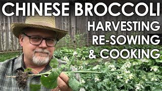 Chinese Broccoli Harvest, Sow and Cooking || Black Gumbo
