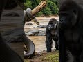 Big Snake Finds Gorilla Near Deadly River! Animal Zoo Discovery Special Danger Boa Channel #Anaconda