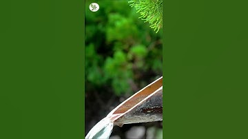 Thumbnail of Relaxing Music with Bamboo Water  Calm Trickling Water - Sleep Music, Water Sounds