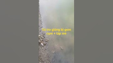 Cá tra giống bị gom cụm + tắp mé do nhiễm nấm & kí sinh trùng