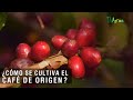 Cómo se cultiva el café de origen - TvAgro por Juan Gonzalo Angel Restrepo