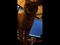 子猫いくらのフレーメン反応(Flehmen response by a kitten.)