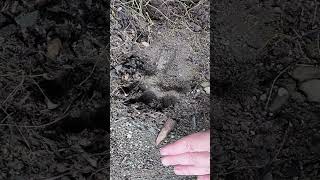 Wolf or Dog #wildlife #tracking