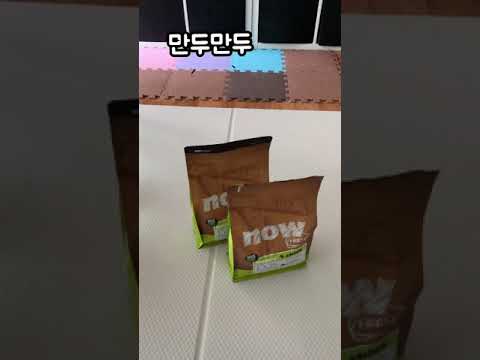 만두만두#6 | 만두가 먹는 사료는?? 나우 그레인프리 스몰브리드 퍼피 | 세로영상