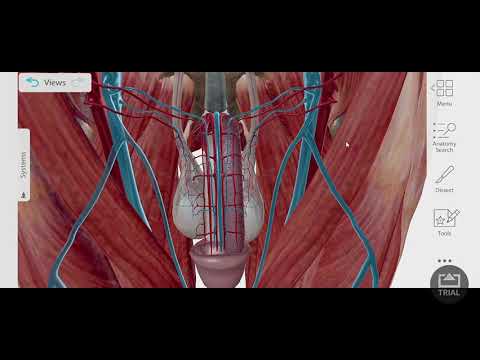 Video: Di manakah arteri menuju duktus deferens?