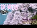 【桜満開🌸】佐賀・庭木ダムを空から|Cinematic short video|Mavic4 Pro & DJI Neo2でドローン空撮!