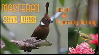 MASTERAN CILILIN VS PIJANTUNG