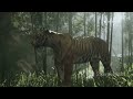 Black Panther vs. Tiger!! 