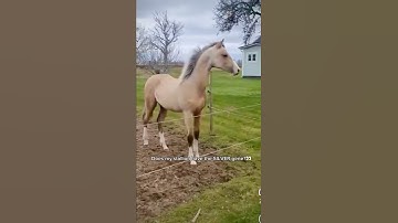 Could Zapphire be the only Buckskin Warmblood Stallion in the world with the silver gene? 👀🧬