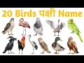 Birds Name in English and Hindi | 20 Birds for Kids | Learning Video #birdsname #educationalvideo