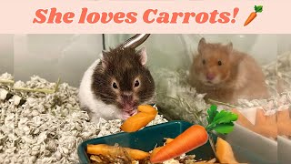 Julia Loves Carrots! ?