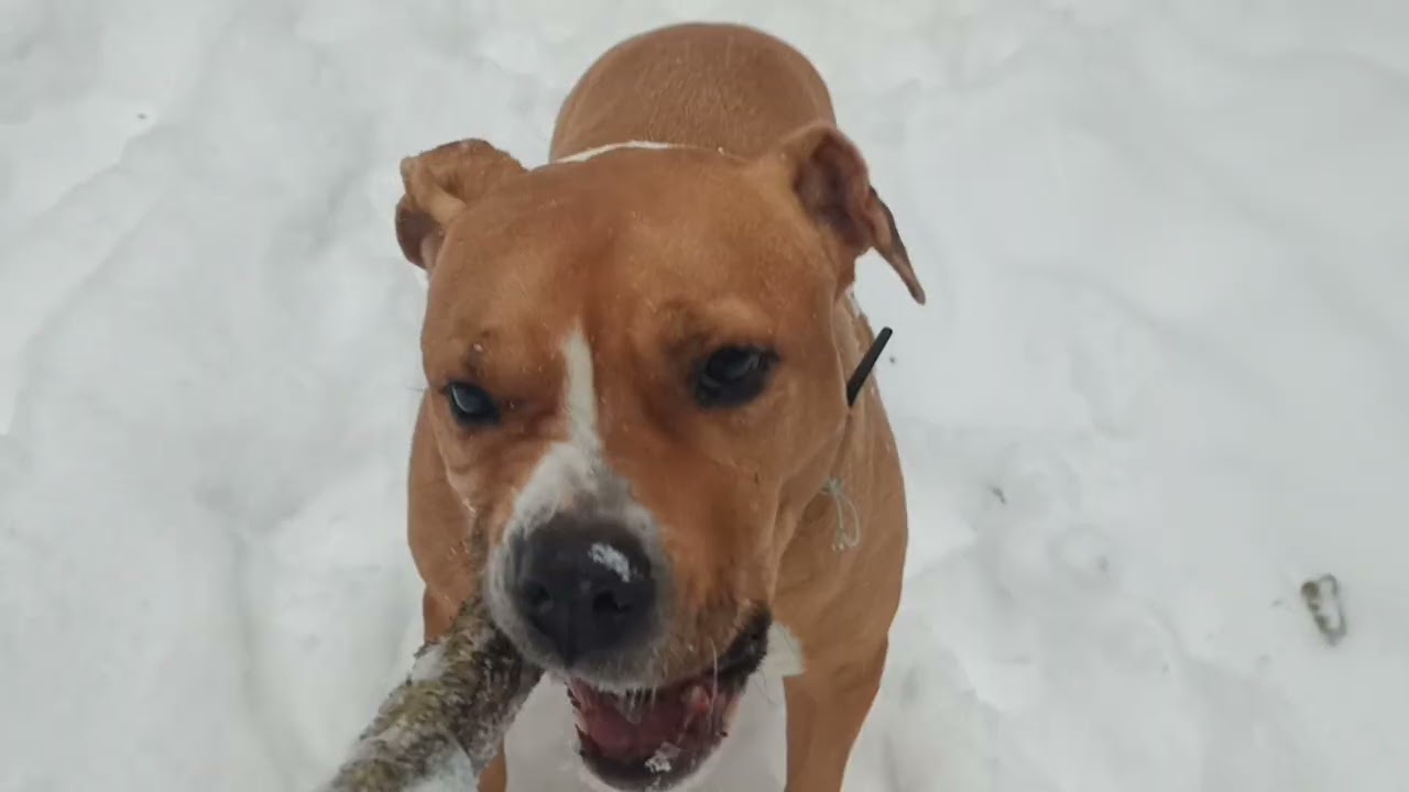 Рада гуляет.12 .02.26 #amstaffterier