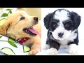 Cute and Funny Dogs and Puppies Compilation 😍 😂 🐶 🐾 February 2021