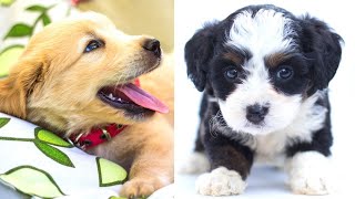 Cute and Funny Dogs and Puppies Compilation 😍 😂 🐶 🐾 February 2021