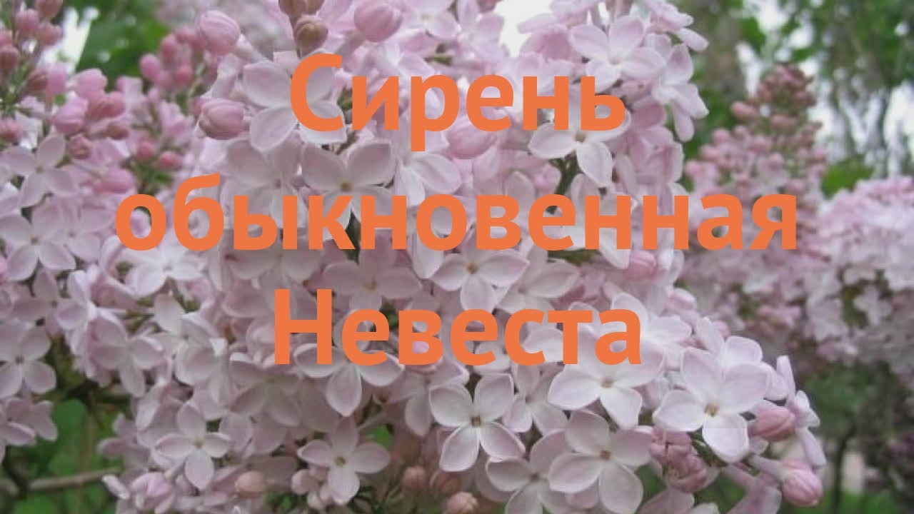 Сирень как невеста стояла. Сирень обыкновенная невеста. Сирень невеста. Сирень обыкновенная Иоанская ночь.