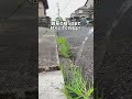 除草剤いらず!? 熱湯だけで雑草対策してみた結果🌿