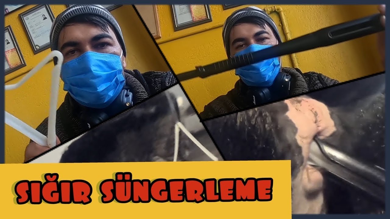 SIĞIR SÜNGERLEME !!! BOĞAYA GELMEME ve GERİ ÇEVİRME!!