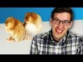 Fried Chicken Lovers Meet Baby Chicks