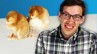 Fried Chicken Lovers Meet Baby Chicks