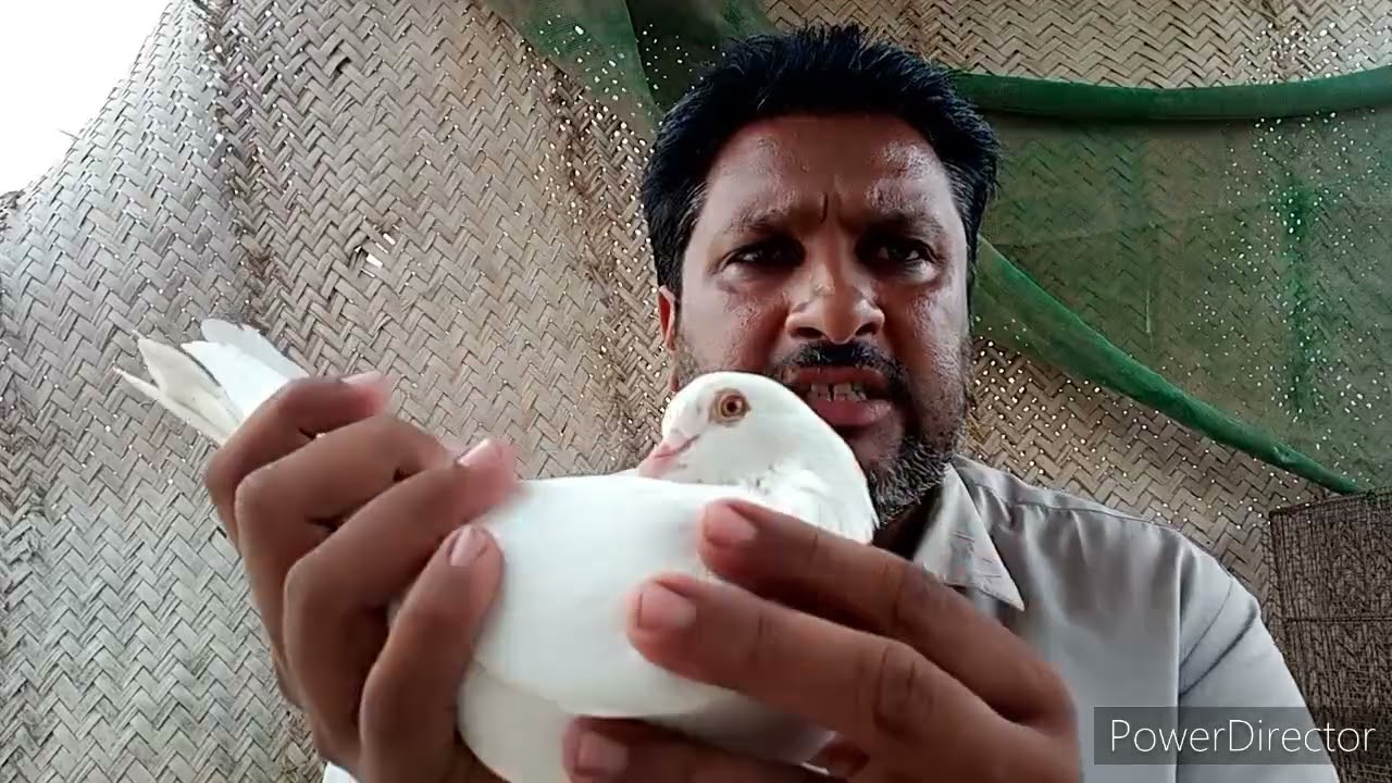 low flyer kabootar ka perfect pair lagney ki tip100%