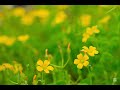 Lemon 米津玄師 featスプランキー