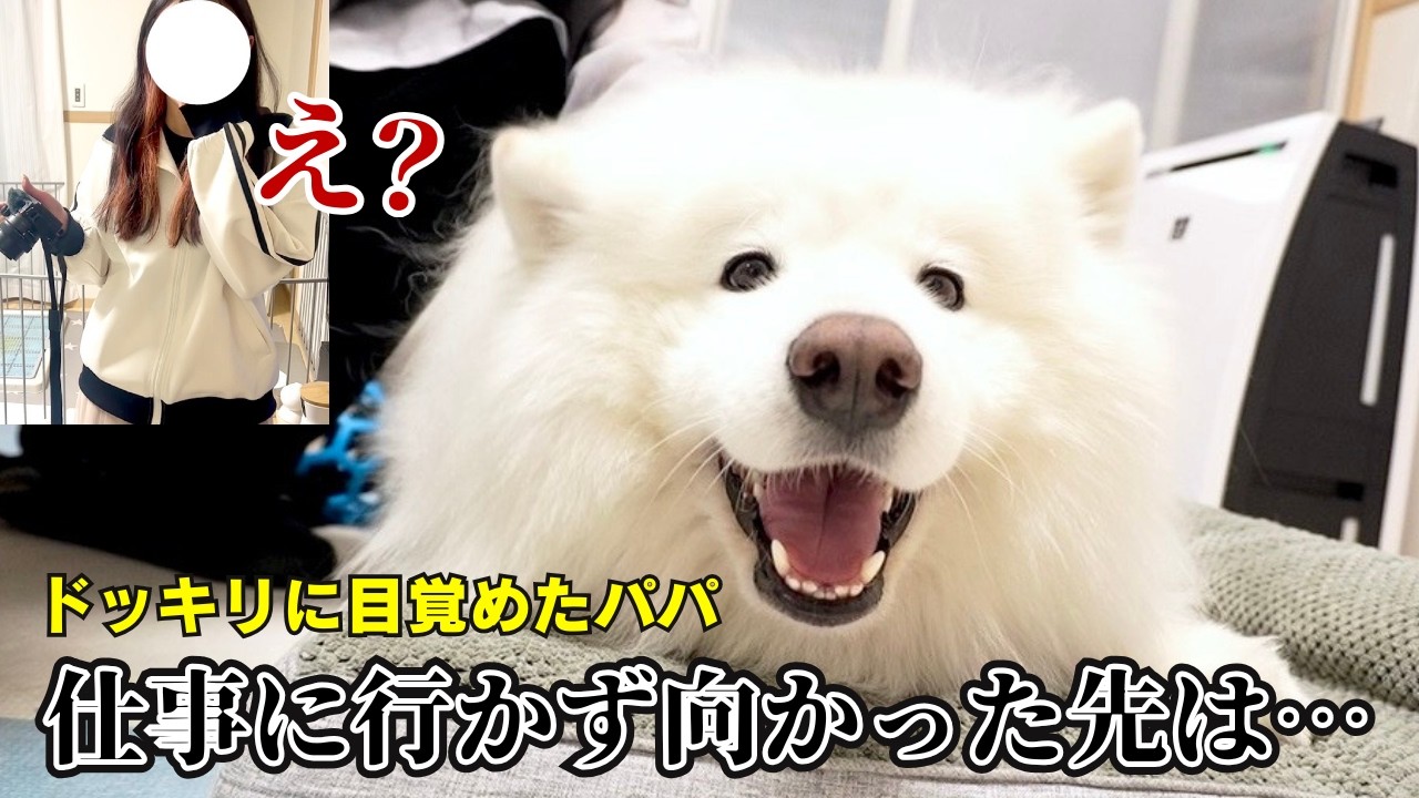 サモエドパパ 仕事に行ったはずのパパがまさかの行動に。完全に騙されたママと