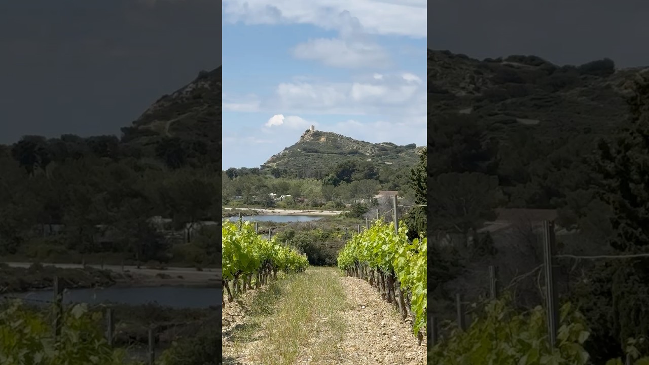 Portrait I  Domaine des Embiez I Ile des Embiez