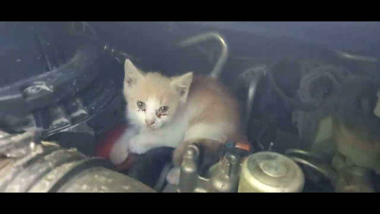 a fost plimbat prin Ro..