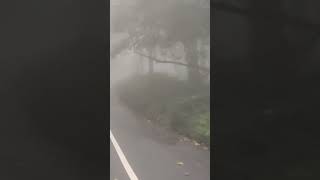 Udara dingin berkabut saat melewati jalan ditengah hutan #shorts