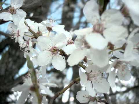 Durme durme - Fortuna