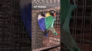 Masked Collered Beautys 1St Clutch Results