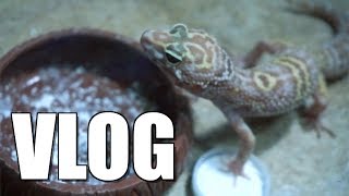 Starting The Crocodile Skink Tank - Vlog 17