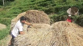 farming rice plant  धान उठाउँदै गरेको