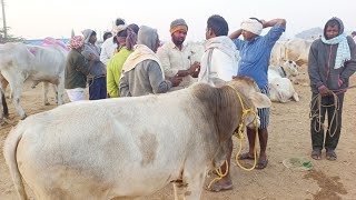 pebbair bulls market-pebbair santha-pebbair market-bulls market telugu-ox videos-oxen-cattle-bulls-🐂