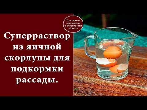 Суперраствор из яичной