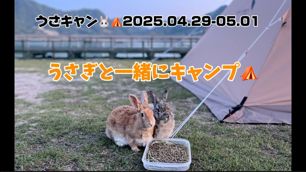 うさぎと一緒にキャンプ🐰⛺️癒されポイントが多すぎる🥰🥰🥰 - YouTube