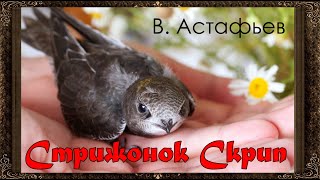 ✅ Стрижонок Скрип.  В. П. Астафьев (Полная версия) Аудиокнига с картинками.