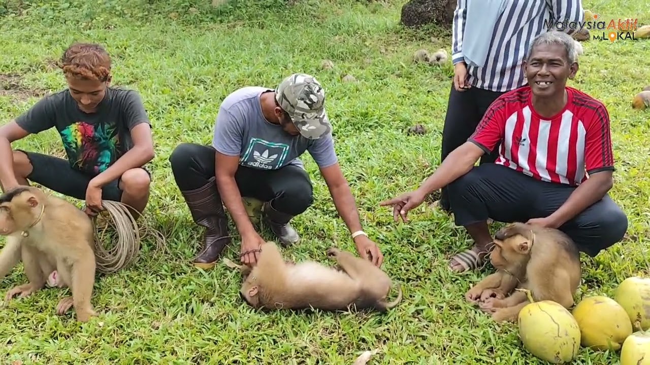 Legasi Dua Dekad Pemilik Beruk Terlatih