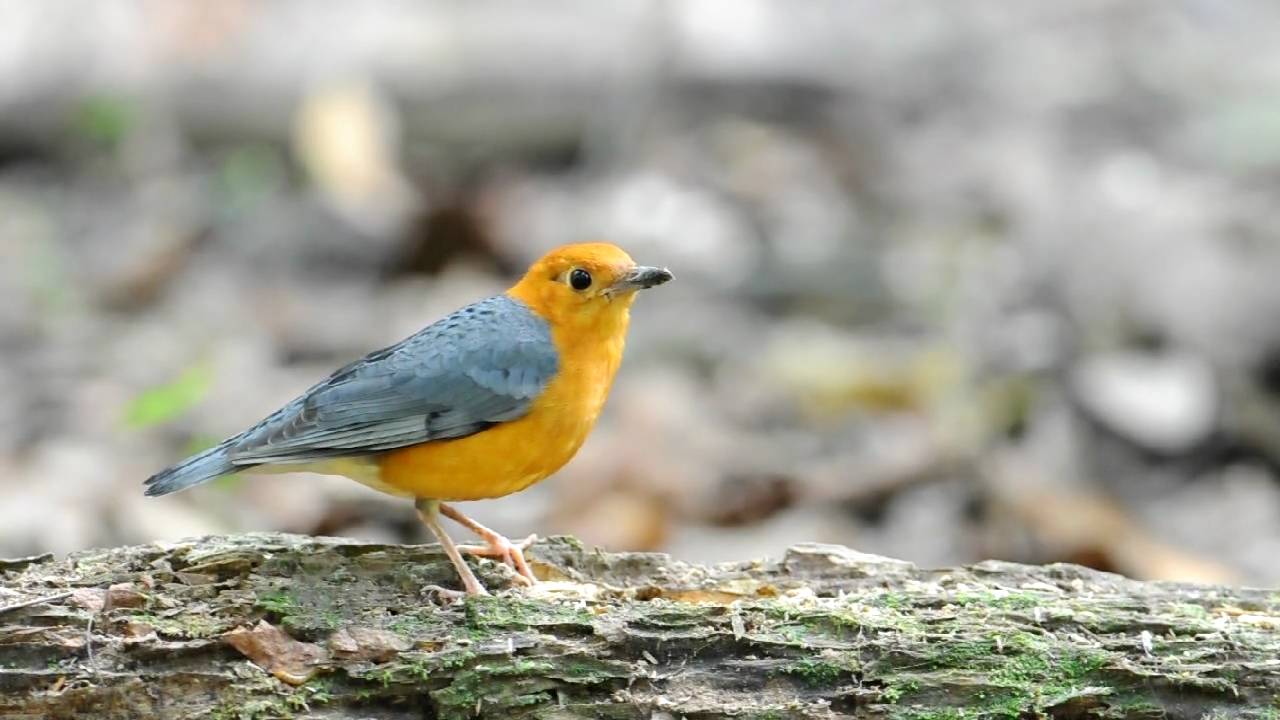Orange-headed Thrush 