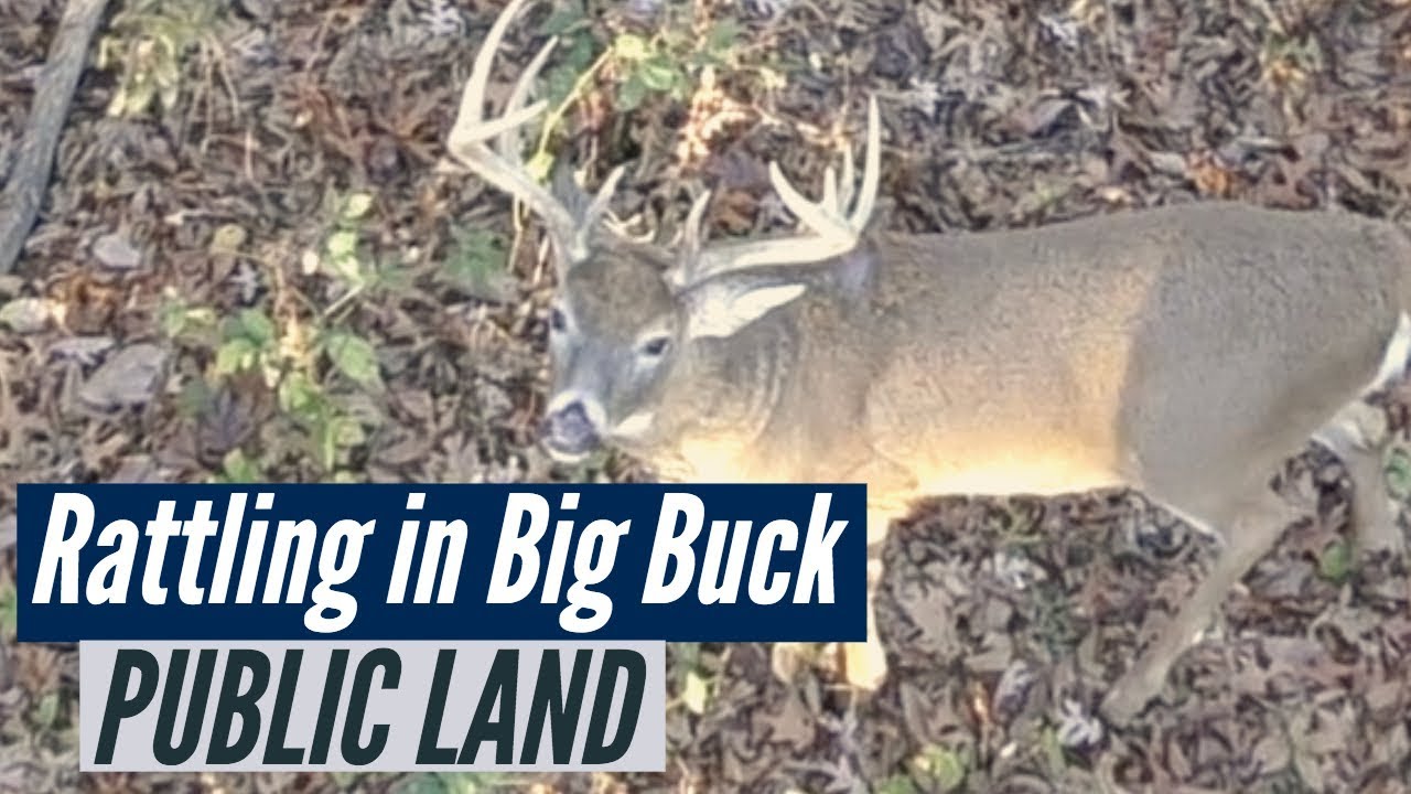 Public Land Hunting Rattling in Big Iowa Buck YouTube