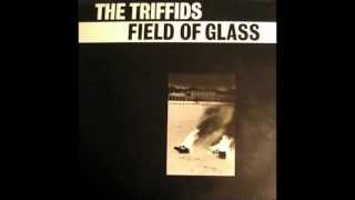 Video thumbnail of "the Triffids - Field of Glass"