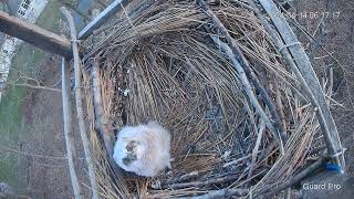 Great Horned Owl Nest 2024 #24