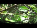 Picaflor común Chlorostilbon lucidus en nido en Jardín de Plantas Nativas Solnaturi