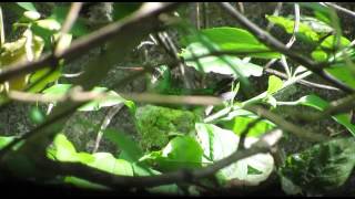 Picaflor común Chlorostilbon lucidus en nido en Jardín de Plantas Nativas Solnaturi